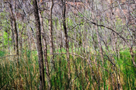 Click on this image to enlarge it