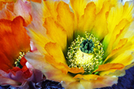 Click on this image to enlarge it